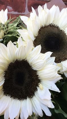 380 Sunflower Garden Ideas In 2021 Sunflower Sunflower Garden Sunflowers And Daisies