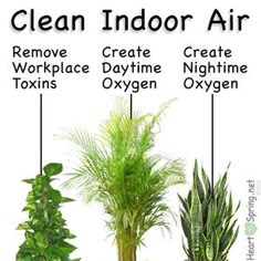 These Are The 15 Easiest Indoor Houseplants That Won T On You 10 Diffe And Great Garden Project Anyone Can Make 6 Small Indoor Plantsivy