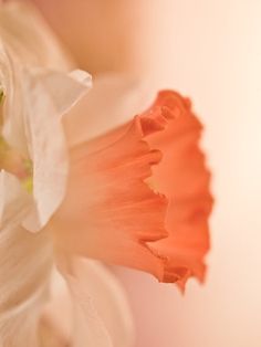 67 Best Peach Colors Images C Pink Daffodils Peach Colors Pretty Flowers