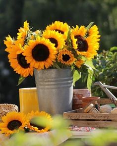 immagini girasoli da scaricare