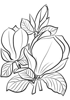 Download Magnolia tree blossom from coloring page. | Flower drawing ...
