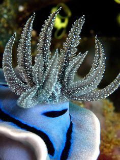 869 best nudibranchs images