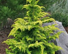 8 Best Cypress Hinoki Images In 2019 Trees Image Result For Fernspray Gold Hinoki Cypress Conifer Trees Plants Online