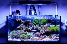 647 best saltwater tank