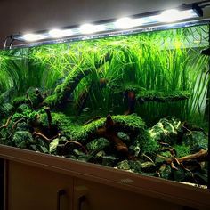 planted fish tank planted aquarium pinterest aquarium