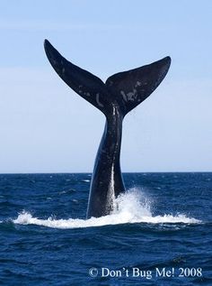 18 Fluke Examples Ideas Whale Sea Creatures Humpback Whale