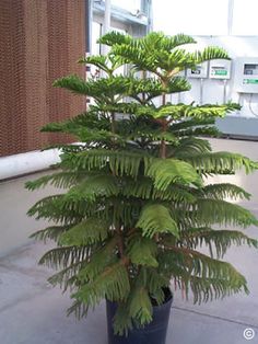 64 Best Norfolk Island Pine Images 64 Best Norfolk Island Pine Images