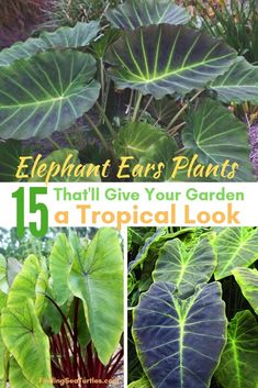 Spectacular Elephant Ear Bulb Colocasia Tropical Plant Caladium Flower Perennial