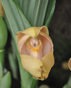 il meravigliosi Paradiso-uccelli-Busch con le sue belle fiori! Per il giardino