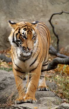 Tigress Pornic orgasmo femminile MP3