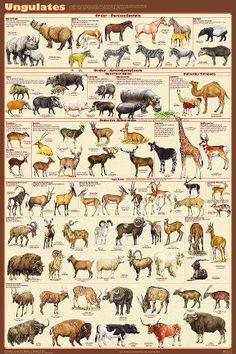 55 best animal crackers images on pinterest wild animals animal