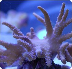13 best corals i