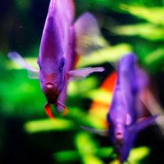 119 best freshwater aquarium