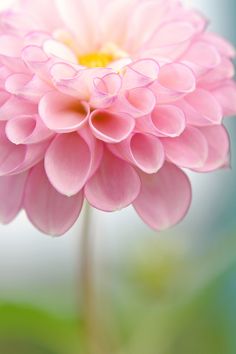 these were part of a gifted bouquet and the colour gradation is lovely