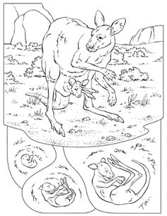 Baby Kangaroo Coloring Page