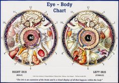 sclerology the study of the markings in the whites of toni miller iridology chart
