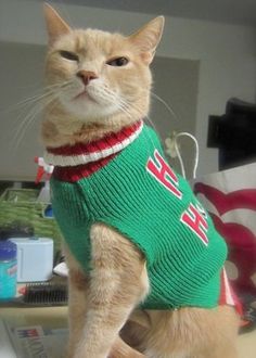148 Best cats wearing sweaters images