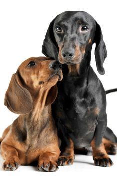 Studio Shot Of An Adorable Short Haired Dachshund Making Friends