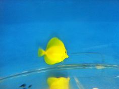 yellow tang zebrasoma flavescens