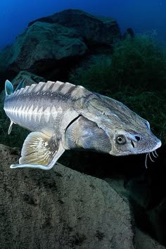 2551 best fish salt