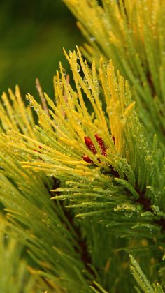 Mature pinus sylvestris gold coin opinion Thanks Mature pinus sylvestris gold coin
