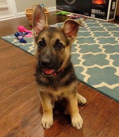 Resultado de imagen para ç¬ german shepherd ãå°»