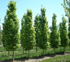 66 Best Tree Images Landscaping Gardens Hedges Carpinus Frans Fontaine 35 X 15 Dark Green Foliage Yellow In Autumn