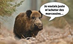 100 Meilleures Idees Sur Citations Chasse Chasse Sanglier Animaux Foret 100 Meilleures Idees Sur Citations Chasse Chasse Sanglier Animaux Foret