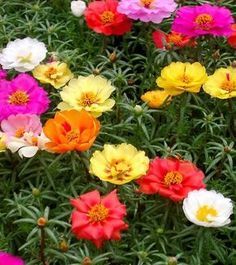 Cuales Son Las Mejores Plantas Y Flores Para El Balcon Plantas Flores Balcones