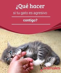 55 Ideas De Mascotas Mascotas Gatos Perro Gato