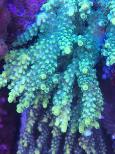 22 best my corals