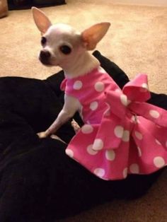 Huachaoxiang Metallo Pet visualizzazione Vestiti del Cane Stare Grazioso Piccolo Cane Vestiti grucce manichini Modello Supplies Pet Shop,Bianca