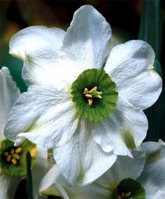 BALDUR-Garten Duft-Sommer-Narzissen 24 Zwiebeln Osterglocken Erlicheer Narcissus Erlicheer