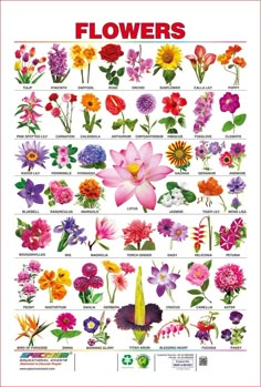 Flower Bulb Identification | View full size | bulbs and pruning ...