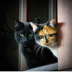 310 Immagini Affascinanti Di Gatti Alla Finestra Cane Gatto Gatti