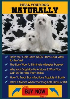 Why Your Dog May Be Maltese Dogs Best Dog Food Dog Food Recipes