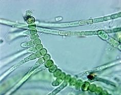 22 best cyanobacteria images green algae photosynthesis