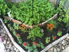 Shade Garden Ideas Zone 9 spring/summer blooming perennial for the shade garden, zone 9 Shade Garden Ideas Zone 9 spring/summer blooming perennial for the shade garden, zone 9