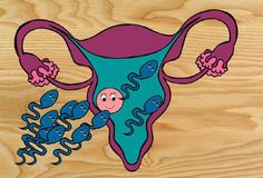 Elephant sperm journey Elephant sperm journey