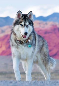Siberian Husky Beauty Http Www Amazingdogtales Com Gifts