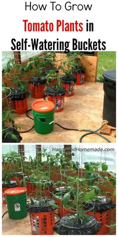 DIY Alaska Grow Bucket the easiest self watering system ever How To Grow Tomato Plants In Buckets Self Watering