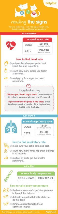 pet sitter information sheet