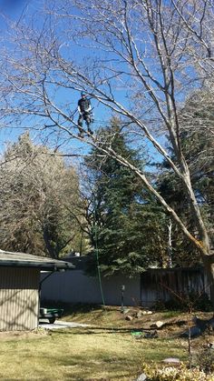 Arborist Vancouver Island Arborist Vancouver Island