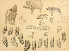 Wild boar phd thesis
