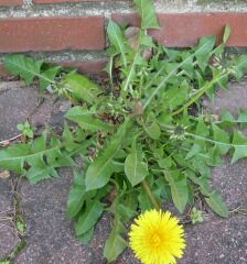 66 Best Georgia Weeds Images Cans Plants Dandelion Weeds In Georgia Garden Plants Vegetable Lawn And
