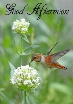 201 best good afternoon images on pinterest in 2018 buen dia good