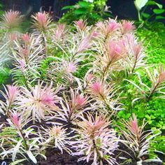52 best aquascape fish