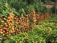 The 44 Best Its About Carbology Images On Pinterest Food Health Great Info On Why Fruit Trees Fail To Bear Iowa State University Horticulture Department