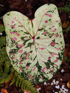 Raspberry Moon Caladium Leaf Modulus I Herbarium Posts About Caladium On Forest Garden