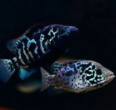 44 best rainbow fish